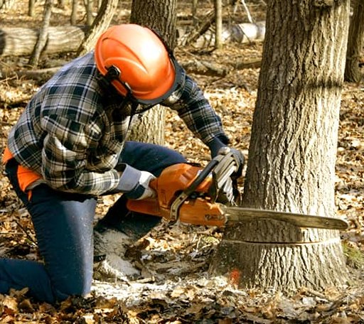 Tree Removal in Lake Norden, SD